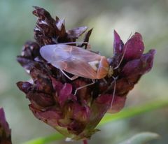 Fragliche Lygus pratensis oder L. gemellatus ???