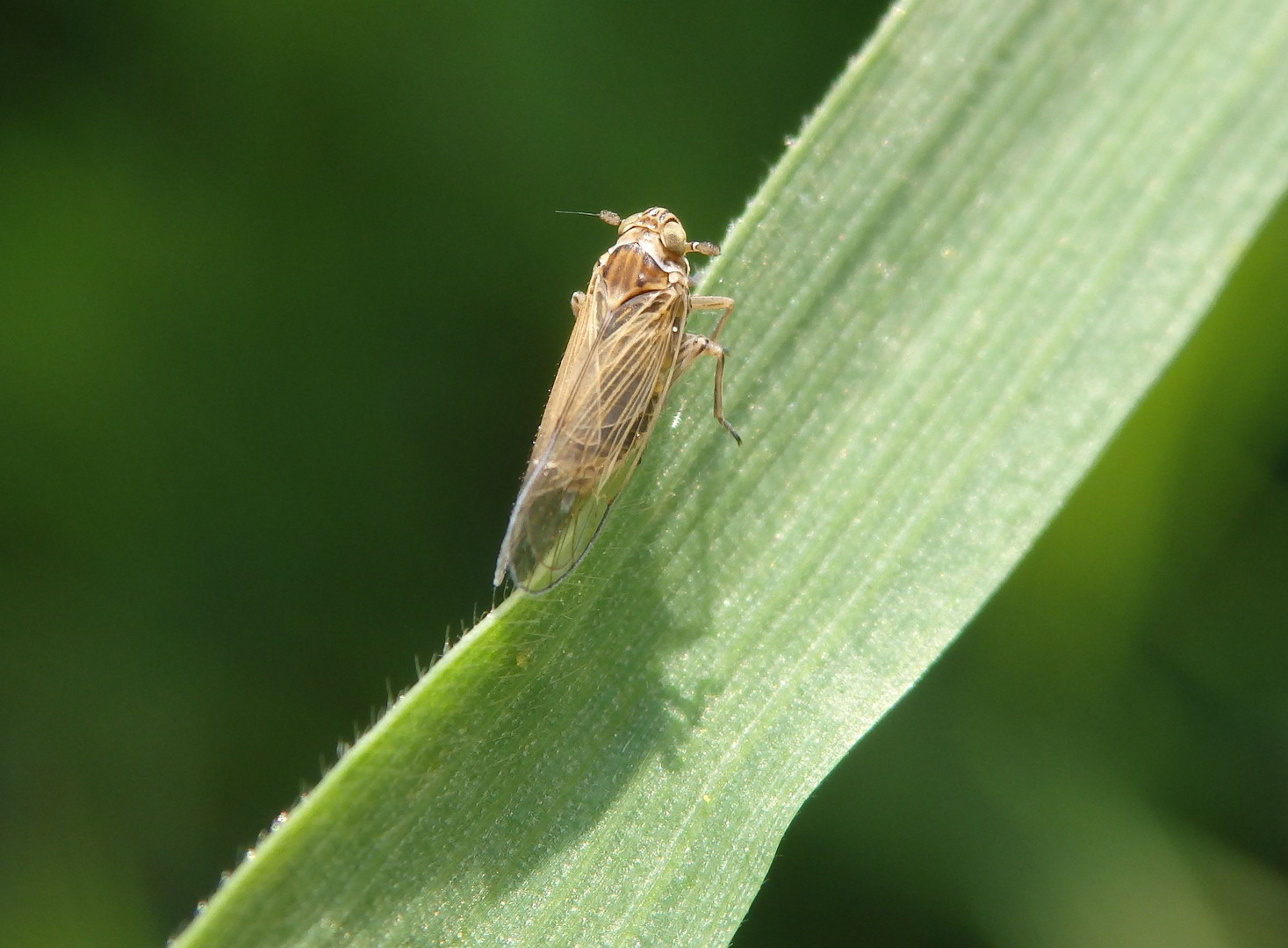 Fragliche Wiesenspornzikade (Javesella pellucida)