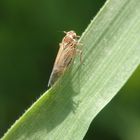 Fragliche Wiesenspornzikade (Javesella pellucida)