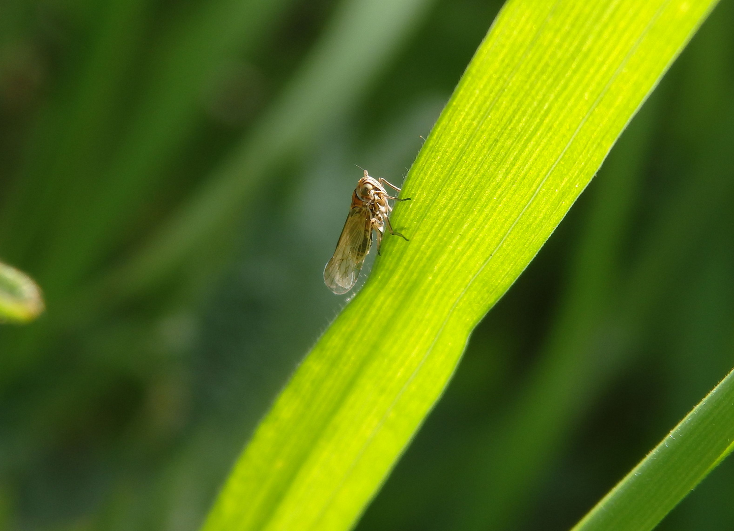 Fragliche Wiesenspornzikade (Javesella pellucida)