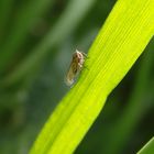 Fragliche Wiesenspornzikade (Javesella pellucida)