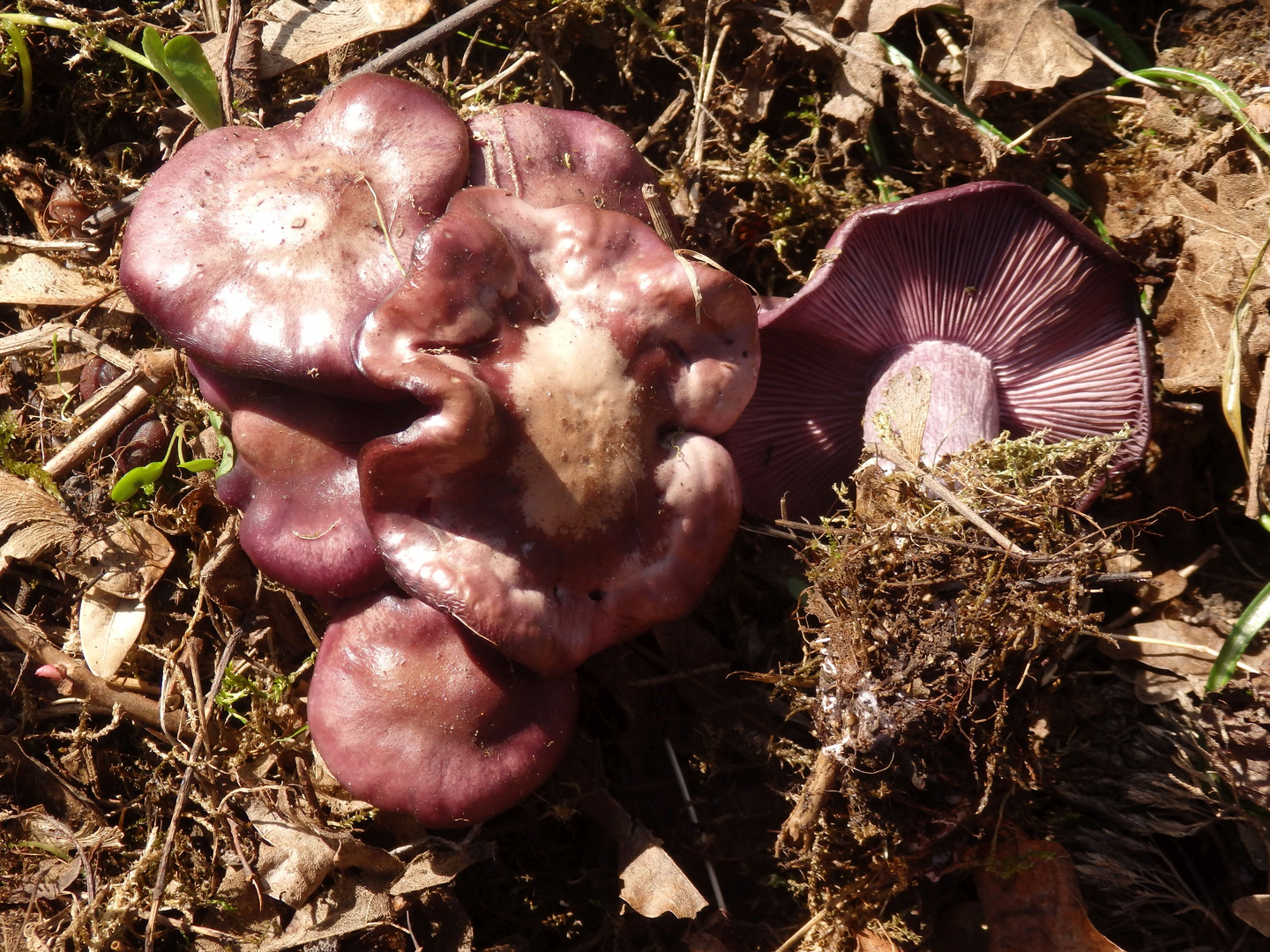 Fraglicher Violetter Rötelritterling (Lepista nuda)