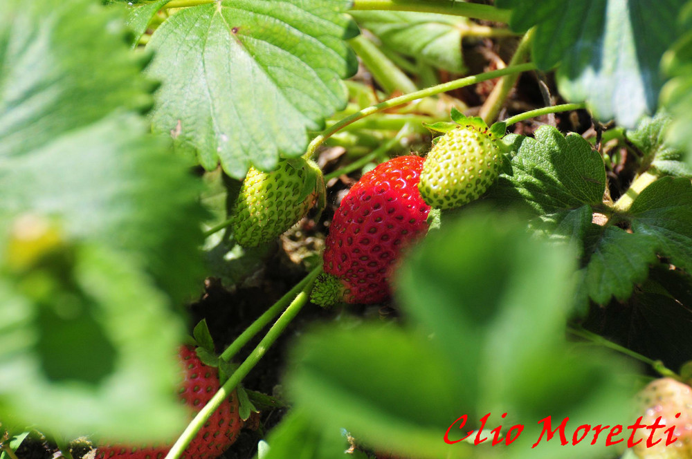 Fragola del mio orto...