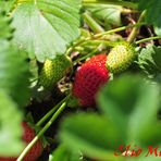 Fragola del mio orto...