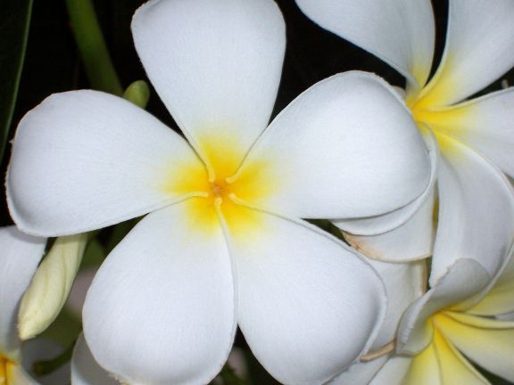 Fragrant Frangipani