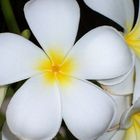 Fragrant Frangipani