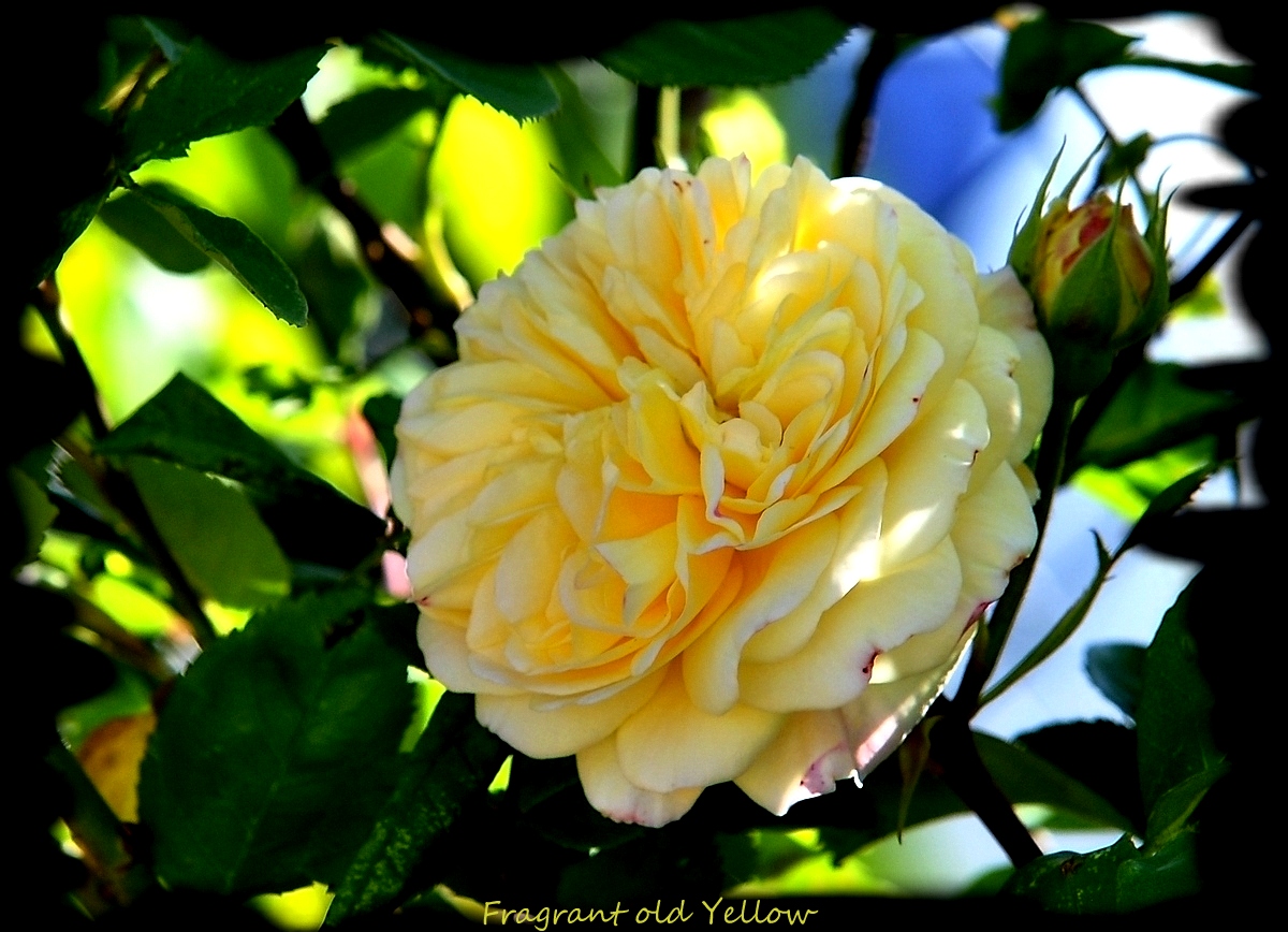 Fragrant old Yellow
