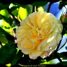 Fragrant old Yellow