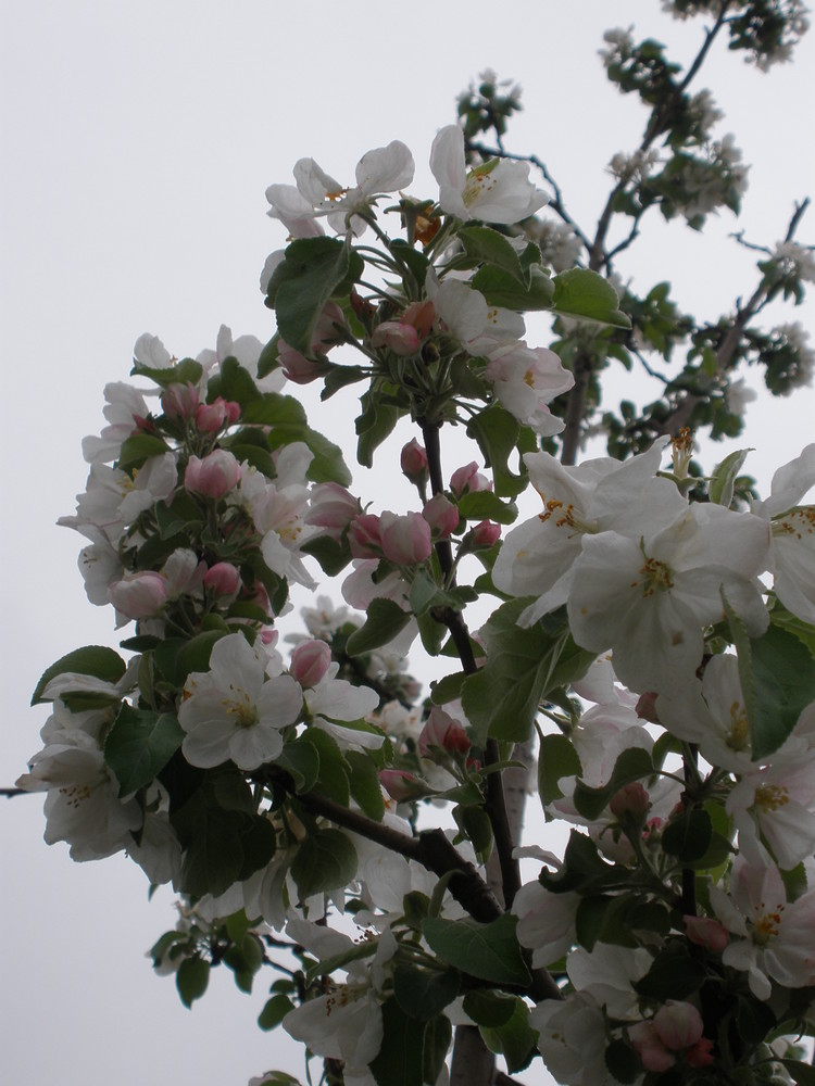 Fragrant Pear Blossoms in Beijing