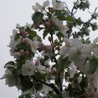 Fragrant Pear Blossoms in Beijing