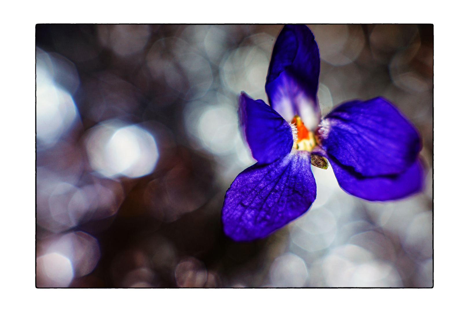 Fragrant Violets_01