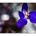 Fragrant Violets_01