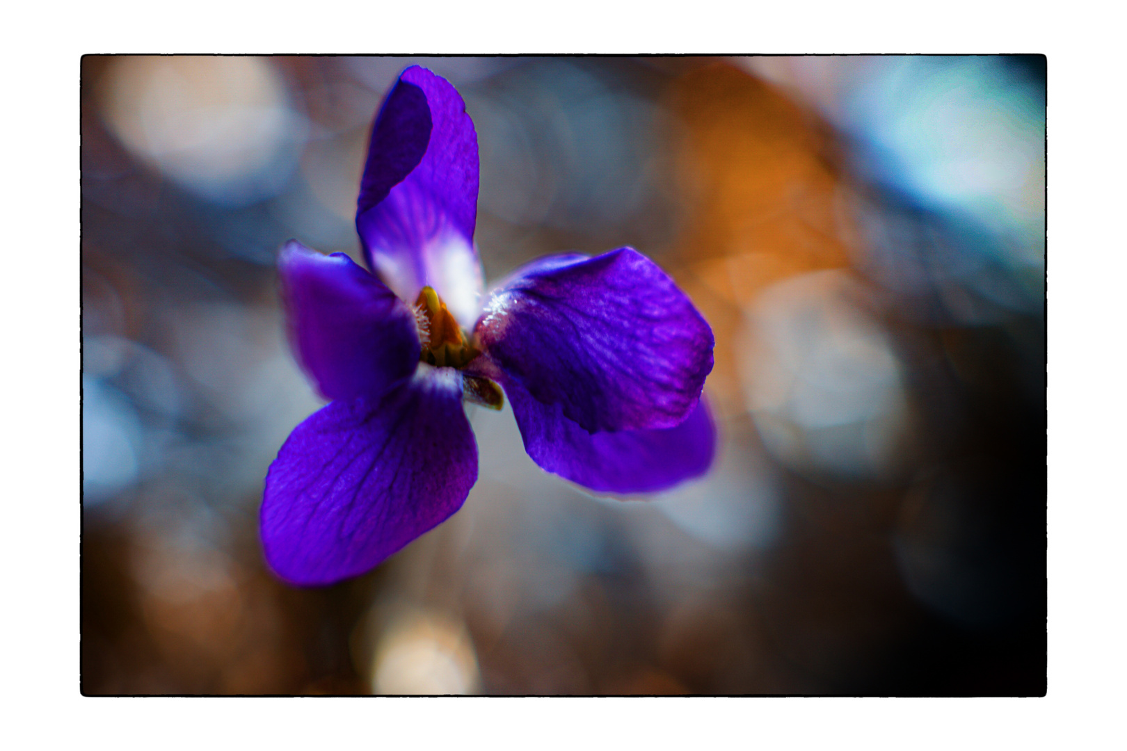 Fragrant Violets_02