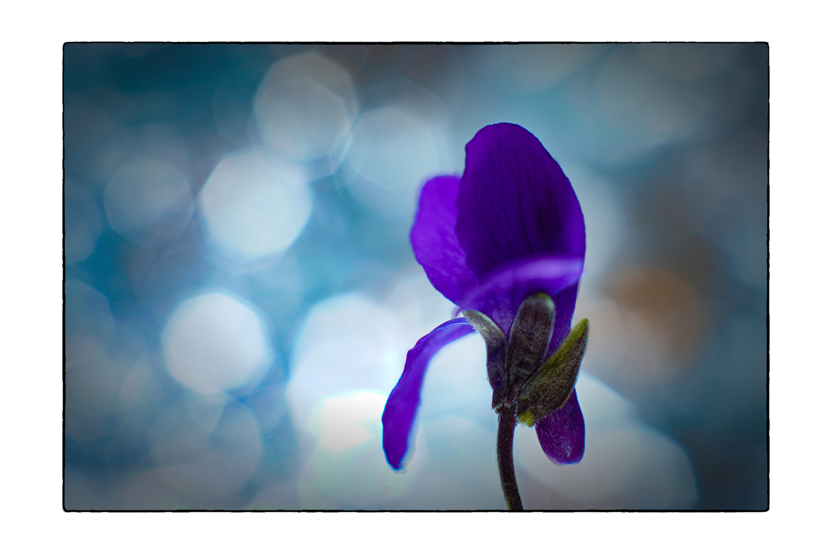 Fragrant Violets_03