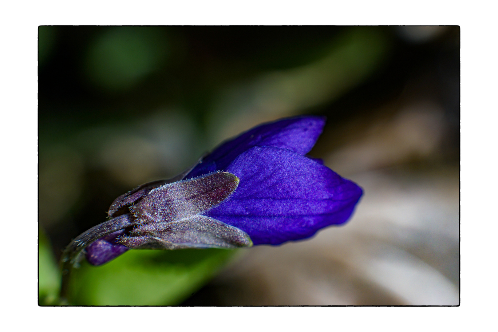 Fragrant Violets_04