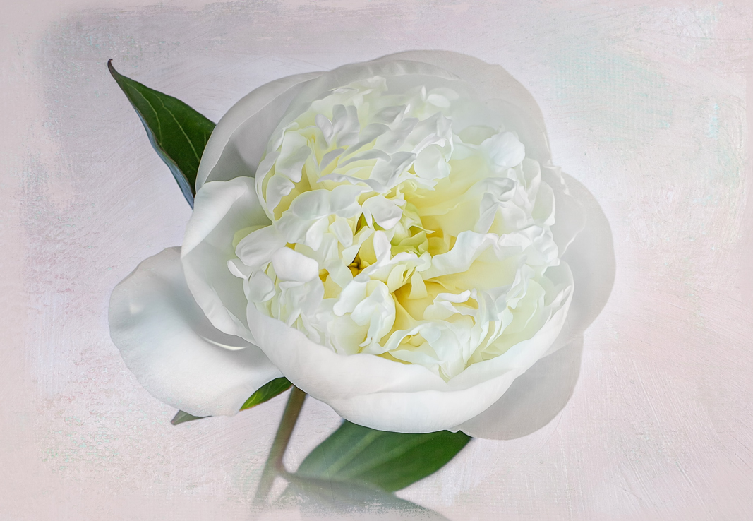 fragrant white