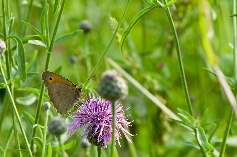 Fragt der Ochs das Aug – Wiese oder Vögelchen?