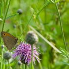 Fragt der Ochs das Aug – Wiese oder Vögelchen?