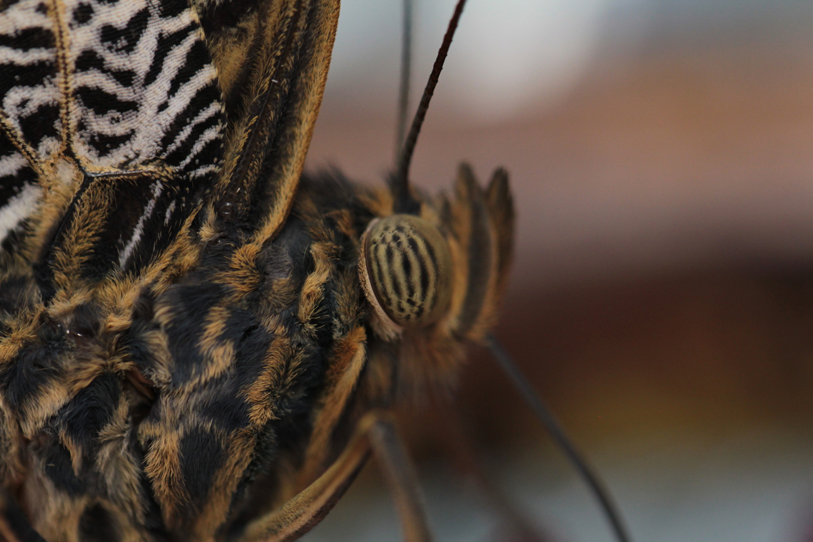 fragt mich nicht nach lateinischen namen .er heisst schmetterling,oder klaus