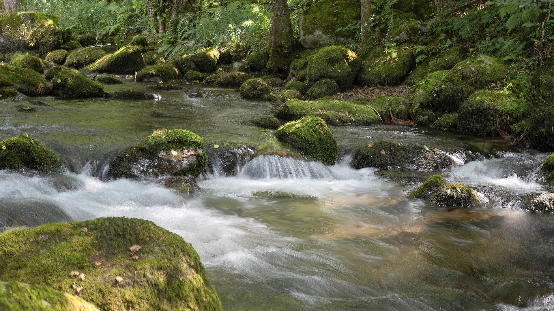 Fraicheur au bord du Torrent