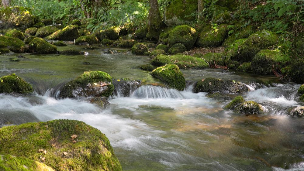 Fraicheur au bord du Torrent