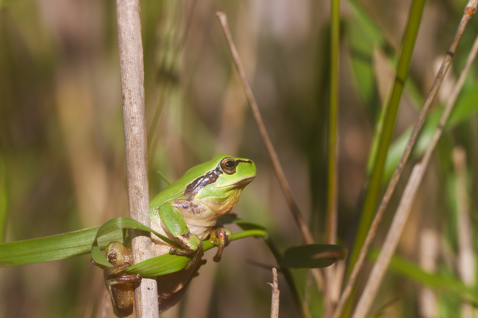 Fraicheur verte