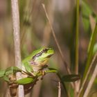 Fraicheur verte