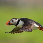 FRAILECILLO EN VUELO