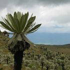 Frailejón