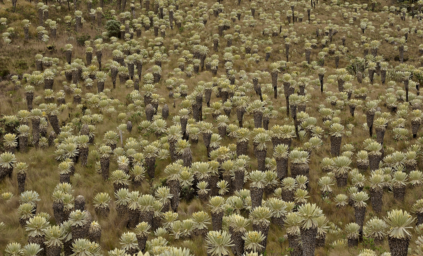 Frailejonas-Dickicht in den Hochanden im Norden von Ecuador