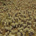 Frailejonas-Dickicht in den Hochanden im Norden von Ecuador