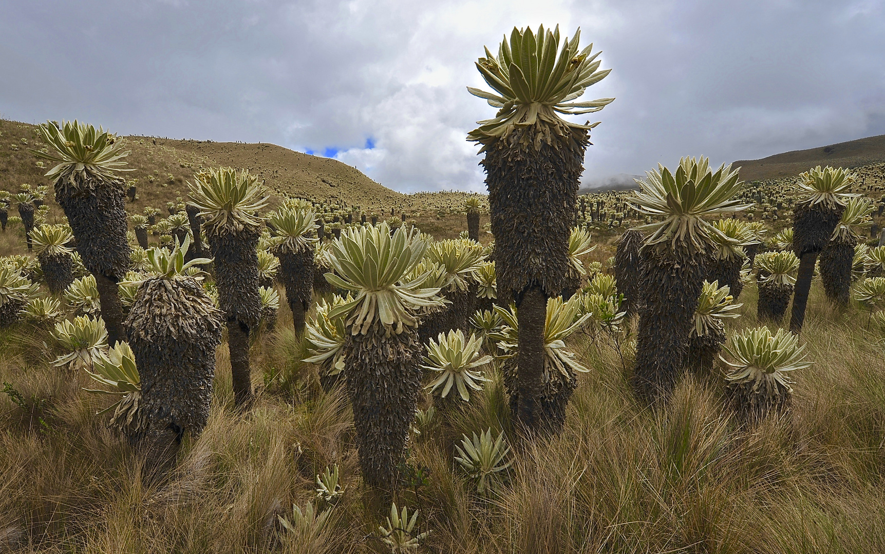 Frailejonas in El Angel Nationlpark im Norden von Ecuador 