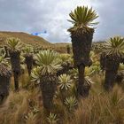 Frailejonas in El Angel Nationlpark im Norden von Ecuador 