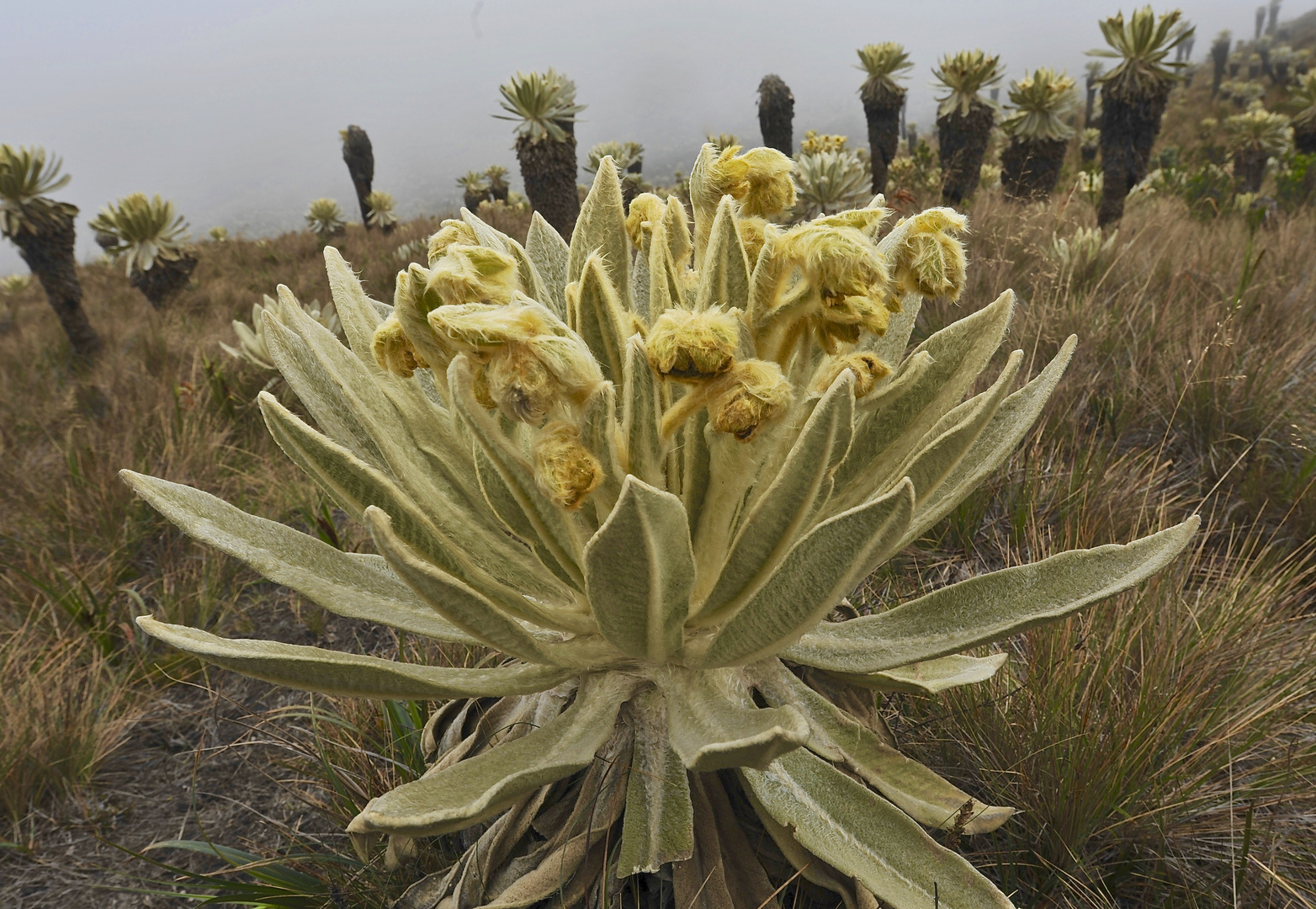 Frailejones-Blütenstand in den Hochanden im Norden von Ecuador