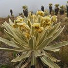 Frailejones-Blütenstand in den Hochanden im Norden von Ecuador