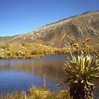 Frailejones de la Sierra