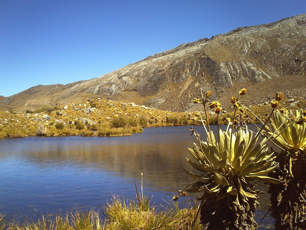 Frailejones de la Sierra