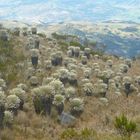 Frailejones del Páramo de Ocetá