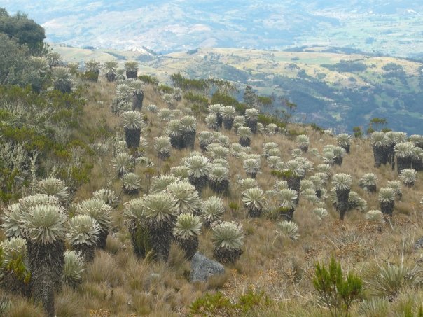 Frailejones del Páramo de Ocetá de Colibri de Los Andes 