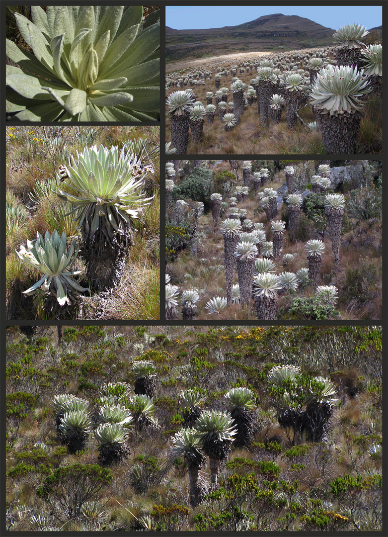 Frailejones (Espeletia)