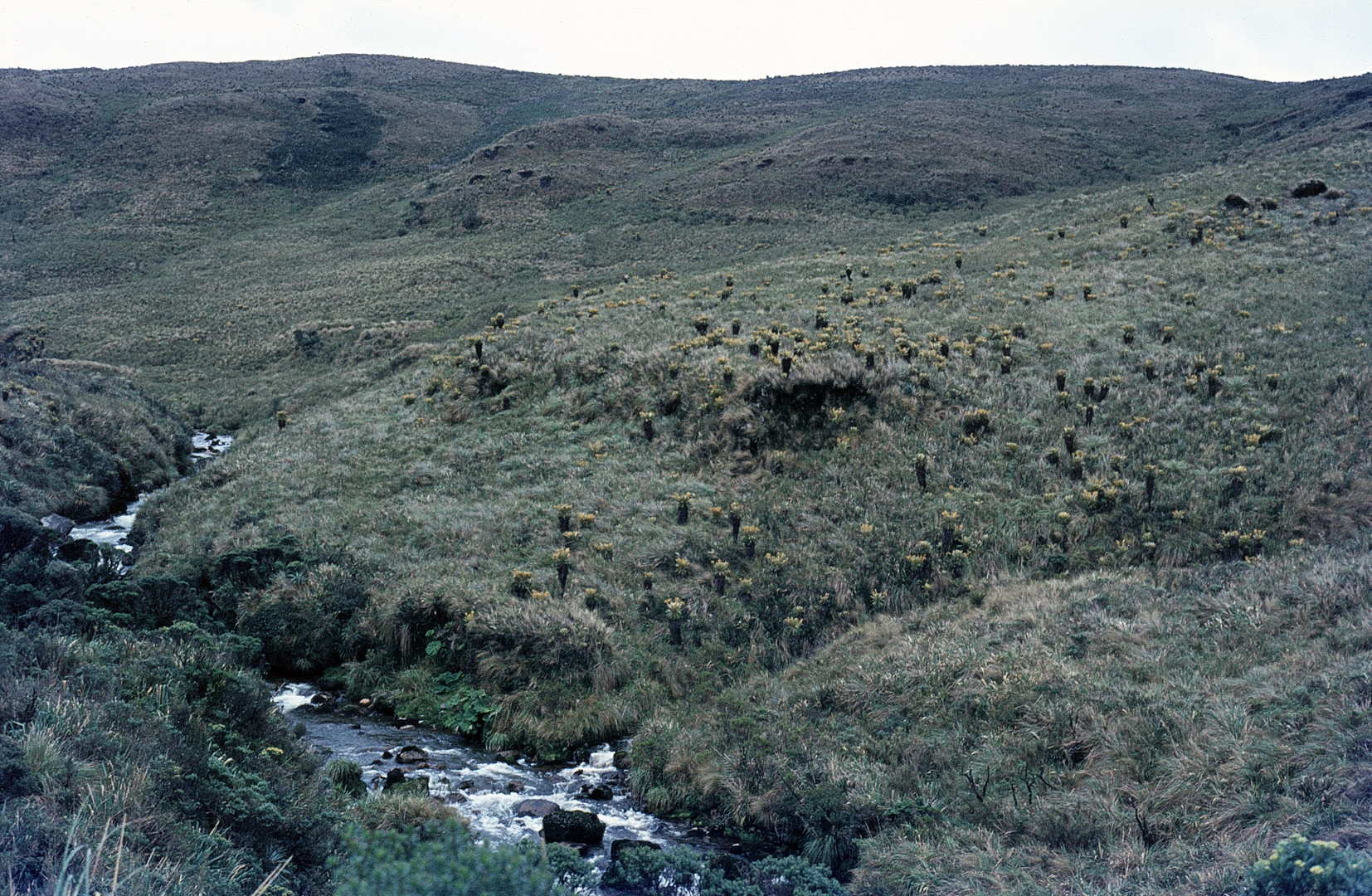 Frailejones (Espeletia killipii) im Parque Nacional Natural Puracé, Süd-Kolumbien