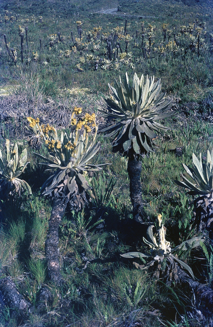 Frailejones (Espeletia killipii) im Parque Nacional Natural Puracé, Süd-Kolumbien