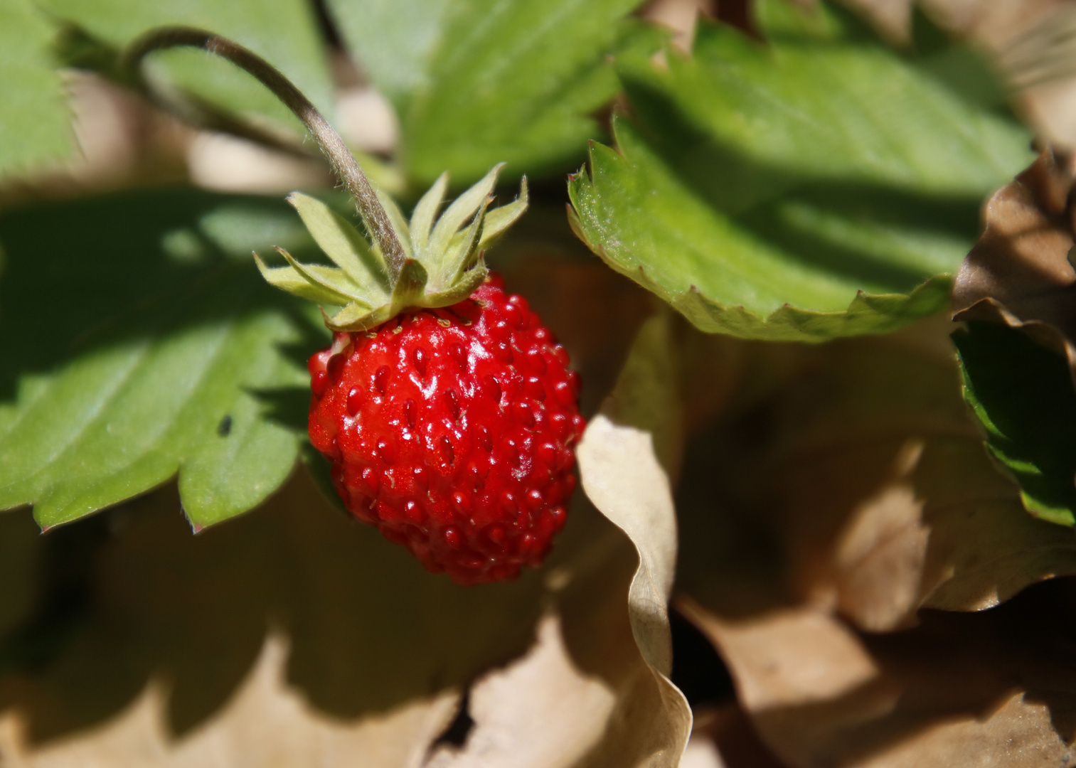 Fraise des bois ...