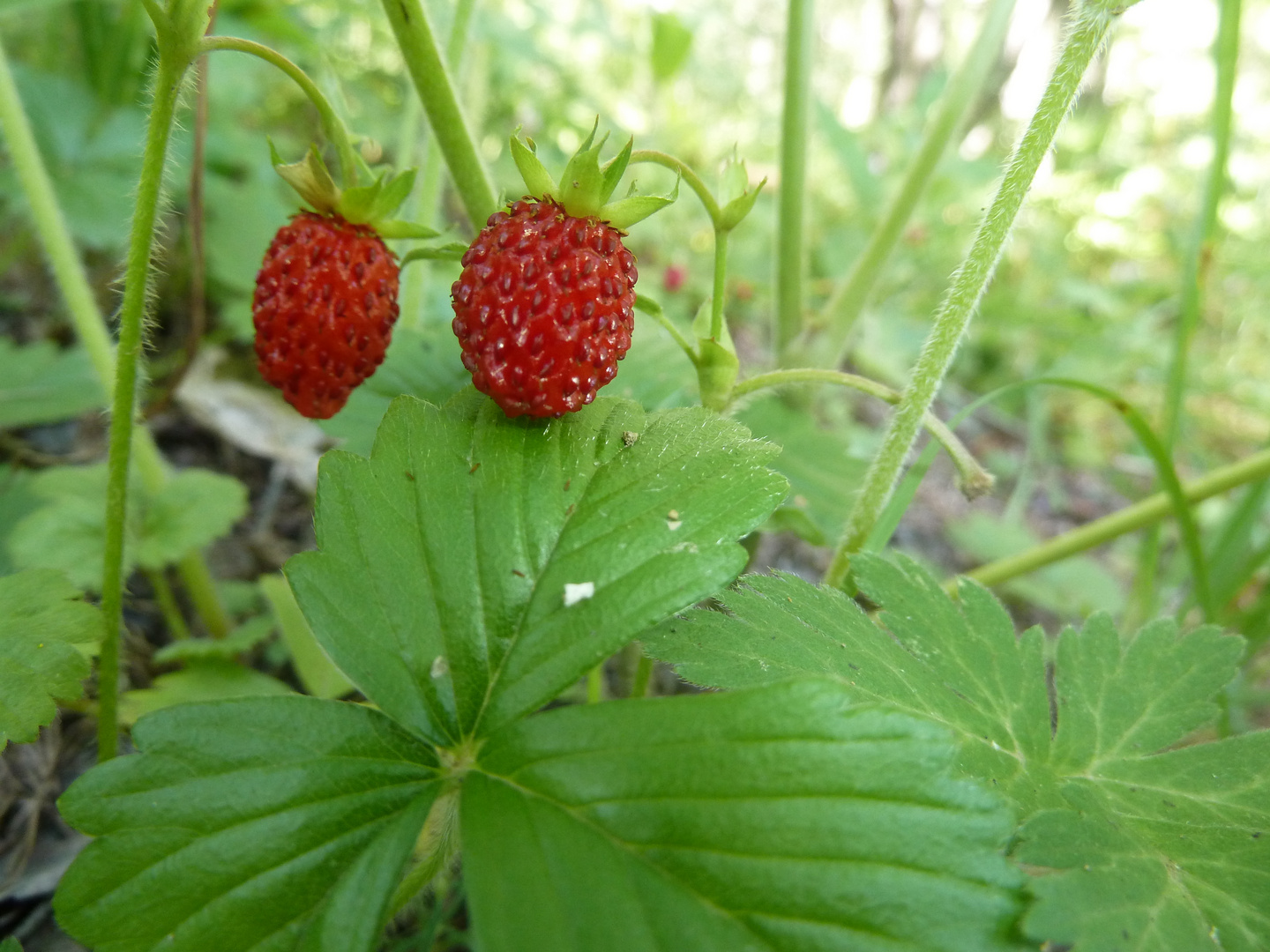 fraise des bois