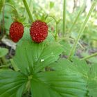 fraise des bois