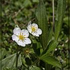 fraise sauvage...oder die wilde französische Erdbeere