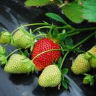 Fraises