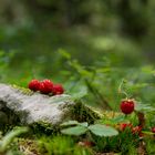 fraises des bois - Jura