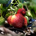 fraises