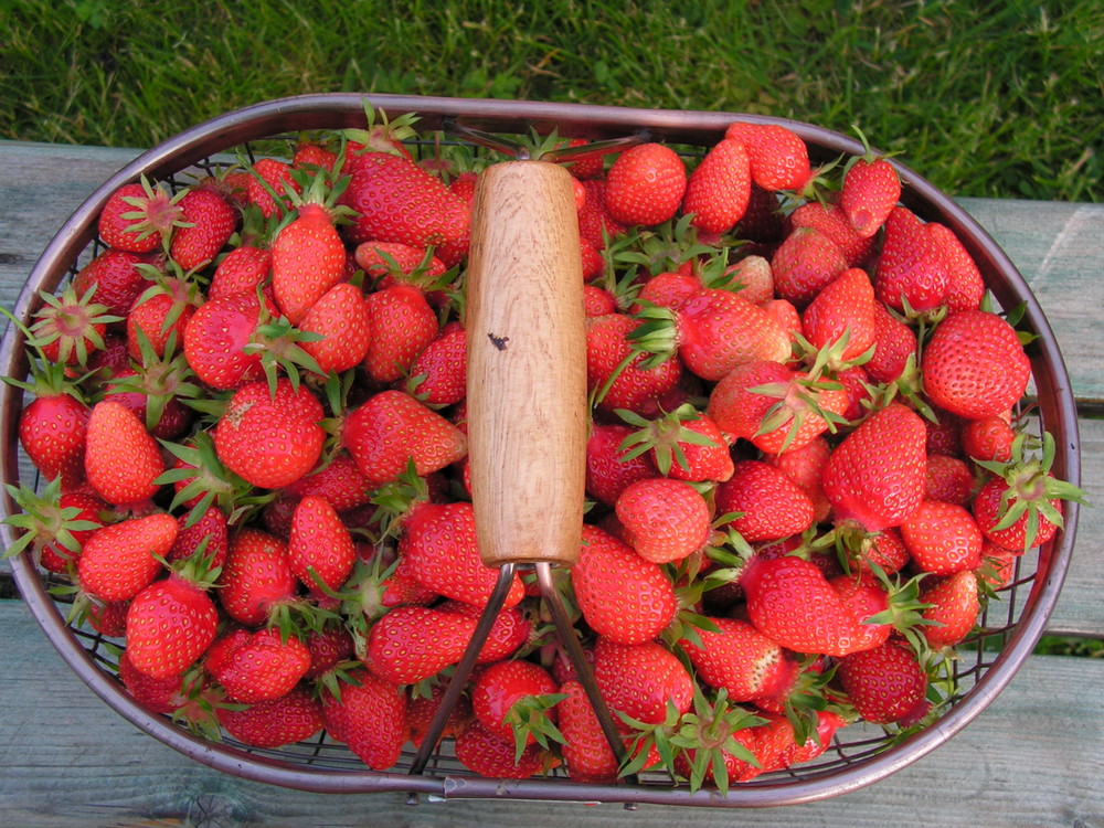 fraises,panier gourmand de mon jardin